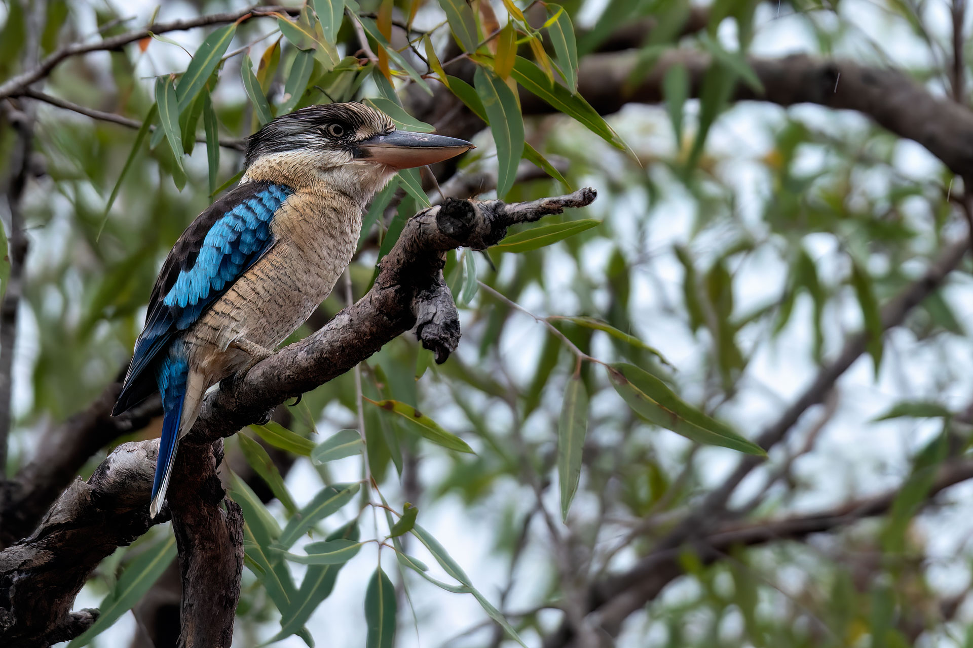 Kakadu National Park - Blauflügelkookaburra / Haubenlist